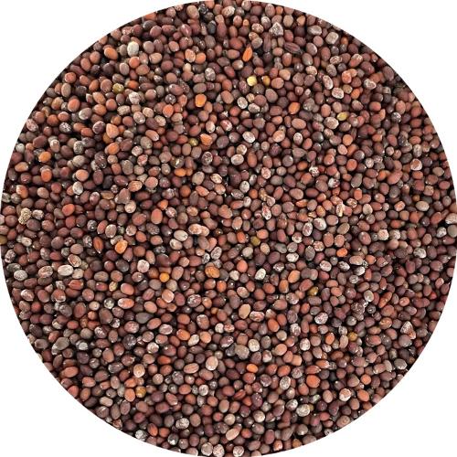 Mustard seeds